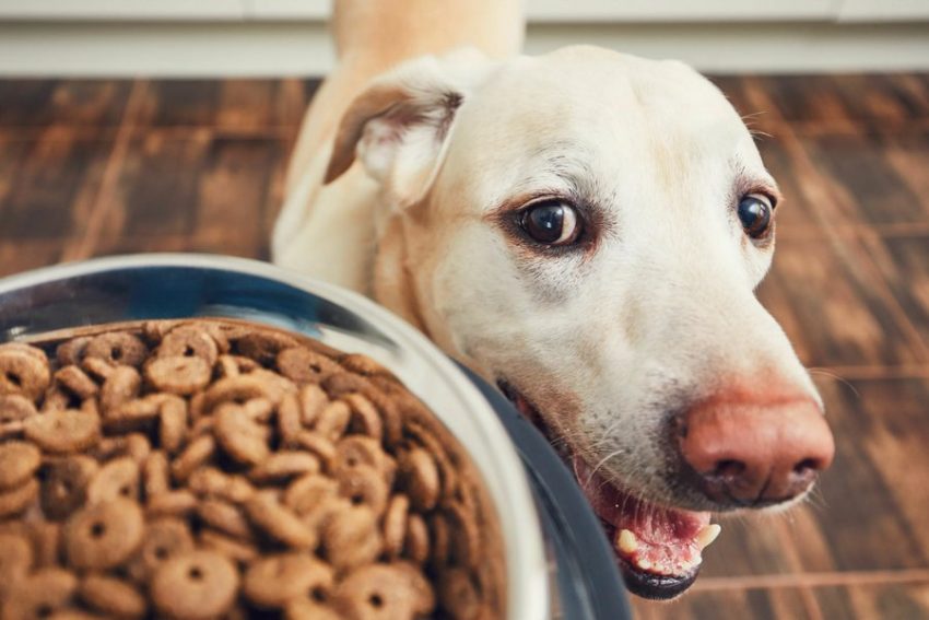 Transitioning Pets to a New Diet: Tips and Best Practices